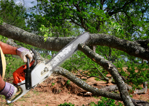 Lawn Watering Services in Vidor, TX